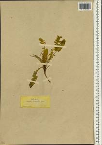 Astragalus emarginatus Labill., Зарубежная Азия (ASIA) (Турция)