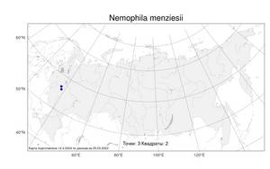 Nemophila menziesii, Немофила Менциса Hook. & Arn., Атлас флоры России (FLORUS) (Россия)