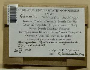 Grimmia reflexidens Müll. Hal., Гербарий мохообразных, Мхи - Северный Кавказ и Предкавказье (B12) (Россия)