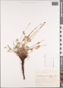 Прострел колокольчиковый (Regel & Tiling) Hayek, Сибирь, Алтай и Саяны (S2) (Россия)