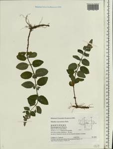 Мята душистая Ehrh., Восточная Европа, Центральный район (E4) (Россия)
