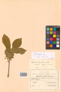 Древогубец круглолистный Thunb., Сибирь, Дальний Восток (S6) (Россия)