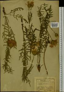Klasea centauroides subsp. centauroides, Сибирь, Прибайкалье и Забайкалье (S4) (Россия)