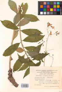 Бубенчик лилиелистный (L.) A.DC., Восточная Европа, Восточный район (E10) (Россия)