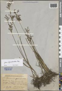 Ситник альпийскочленистый Chaix, Восточная Европа, Ростовская область (E12a) (Россия)