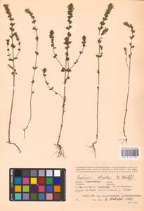 MHA 0 161 784, Очанка прямая J.P.Wolff ex J.F.Lehm., Восточная Европа, Северо-Украинский район (E11) (Украина)