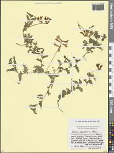 Горошек горный Steven, Кавказ, Ставропольский край, Карачаево-Черкесия, Кабардино-Балкария (K1b) (Россия)