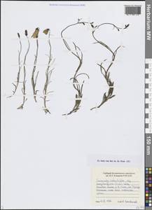 Колокольчик круглолистный L., Сибирь, Центральная Сибирь (S3) (Россия)