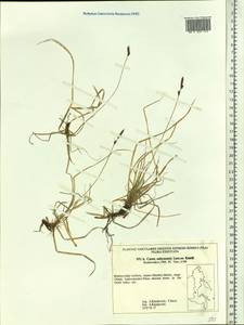 Осока сабинская (Less. ex Kunth) Kük., Сибирь, Дальний Восток (S6) (Россия)