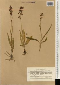 Dactylorhiza incarnata subsp. cilicica (Klinge) H.Sund., Зарубежная Азия (ASIA) (Афганистан)