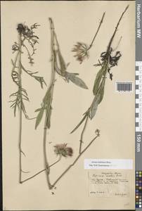 Наголоватка Ледебура Bunge, Восточная Европа, Центральный лесостепной район (E6) (Россия)