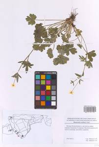 Лютик сардинский Crantz, Восточная Европа, Московская область и Москва (E4a) (Россия)