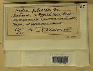 Arctoa fulvella (Dicks.) Bruch & Schimp., Гербарий мохообразных, Мхи - Карелия, Ленинградская и Мурманская области (B4) (Россия)