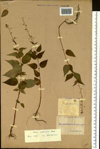 Circaea ×intermedia Ehrh., Восточная Европа, Южно-Украинский район (E12) (Украина)