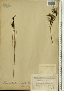 Thamnochortus lucens (Poir.) H.P.Linder, Африка (AFR) (ЮАР)