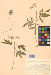 Сердечник пятилистный (M.Bieb.) Schmalh., Восточная Европа, Центральный лесостепной район (E6) (Россия)