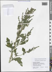 Марь кленолистная Andrz., Восточная Европа, Центральный район (E4) (Россия)