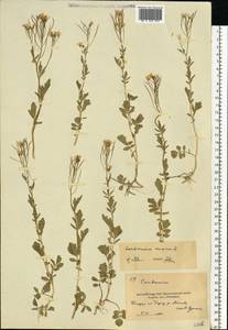 Сердечник горький L., Восточная Европа, Московская область и Москва (E4a) (Россия)