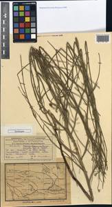 Chondrilla arenicola, Средняя Азия и Казахстан, Муюнкумы, Прибалхашье и Бетпак-Дала (M9) (Казахстан)