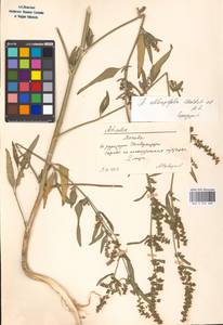 Лебеда продолговатолистная Waldst. & Kit., Восточная Европа, Московская область и Москва (E4a) (Россия)