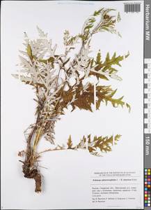 Echinops sphaerocephalus × tataricus, Восточная Европа, Средневолжский район (E8) (Россия)