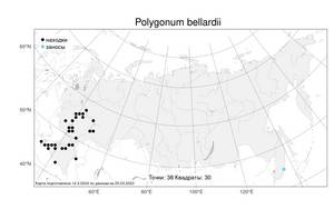 Polygonum bellardii, Спорыш Белларди, Горец Белларди All., Атлас флоры России (FLORUS) (Россия)