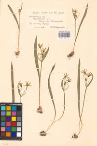 Гусиный лук желтый (L.) Ker Gawl., Восточная Европа, Московская область и Москва (E4a) (Россия)