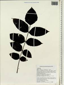Araliaceae, Зарубежная Азия (ASIA) (Вьетнам)