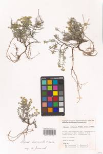 Odontarrhena tortuosa subsp. tortuosa, Восточная Европа, Нижневолжский район (E9) (Россия)