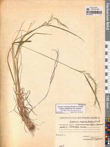 Пырейник смешиваемый (Roshev.) Tzvelev, Сибирь, Чукотка и Камчатка (S7) (Россия)