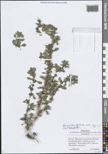 Щирица жминдовидная S.Watson, Восточная Европа, Средневолжский район (E8) (Россия)