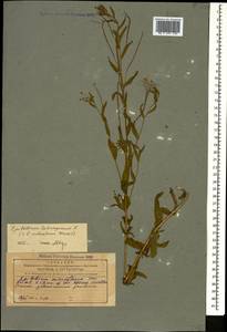 Кипрей четырехгранный L., Кавказ, Азербайджан (K6) (Азербайджан)