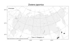Zostera japonica, Взморник японский, Зостера японская Asch. & Graebn., Атлас флоры России (FLORUS) (Россия)
