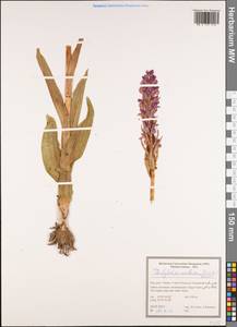 Dactylorhiza incarnata subsp. cilicica (Klinge) H.Sund., Зарубежная Азия (ASIA) (Иран)