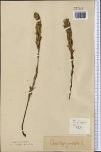 Кастиллея бледная (L.) Kunth, Средняя Азия и Казахстан, Северный и Центральный Казахстан (M10) (Казахстан)