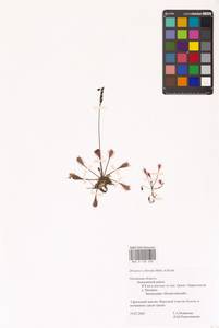 Drosera × obovata Mert. & W.D.J.Koch, Восточная Европа, Северо-Западный район (E2) (Россия)