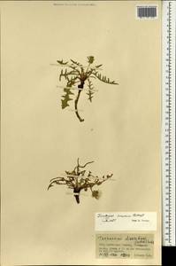 Одуванчик китайский Kitag., Монголия (MONG) (Монголия)