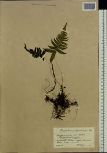 Фегоптерис связывающий, Буковник обыкновенный (Michx.) Watt, Восточная Европа, Западно-Украинский район (E13) (Украина)