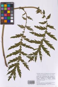 Пижма крупнолистная (Waldst. & Kit.) Sch.Bip., Восточная Европа, Московская область и Москва (E4a) (Россия)