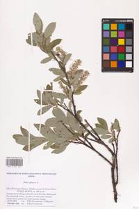 Ива сизая L., Восточная Европа, Северный район (E1) (Россия)