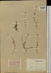 Pseudocherleria laricina (L.) Dillenb. & Kadereit, Сибирь, Якутия (S5) (Россия)