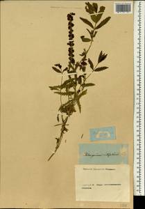 Pelargonium vitifolium (L.) L'Hér., Зарубежная Азия (ASIA) (Неизвестно)