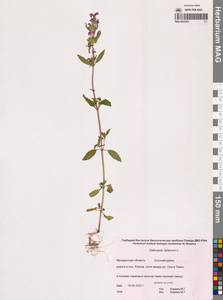 Пикульник ладанниковый L., Сибирь, Чукотка и Камчатка (S7) (Россия)