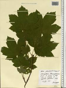 Клен ложноплатановый L., Восточная Европа, Молдавия (E13a) (Молдавия)