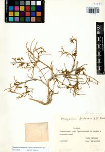 Atraphaxis selengensis Yurtseva & Mavrodiev, Сибирь, Прибайкалье и Забайкалье (S4) (Россия)