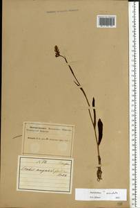 Пальчатокоренник пятнистый (L.) Soó, Восточная Европа, Северный район (E1) (Россия)