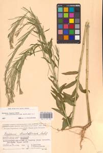 Желтушник душистый Ehrh., Восточная Европа, Западный район (E3) (Россия)