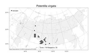 Potentilla virgata, Лапчатка прутьевидная Lehm., Атлас флоры России (FLORUS) (Россия)