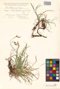 Осока реснитчатоплодная Franch., Сибирь, Дальний Восток (S6) (Россия)