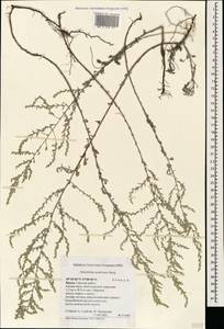 Полынь австрийская Jacq., Крым (KRYM) (Россия)